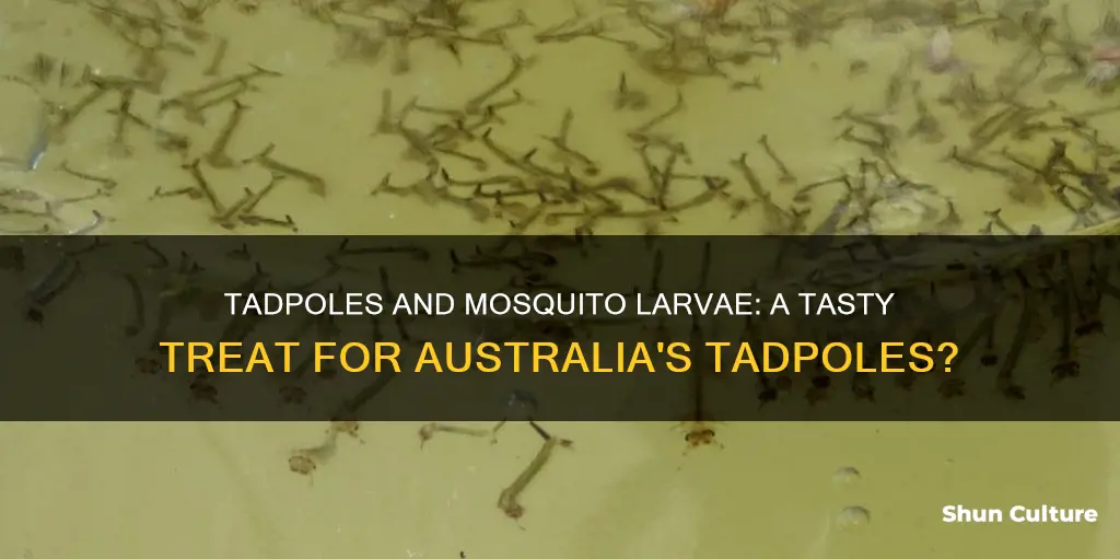 do tadpoles eat mosquito larvae australia