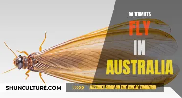 Termite Flight Patterns: An Australian Perspective