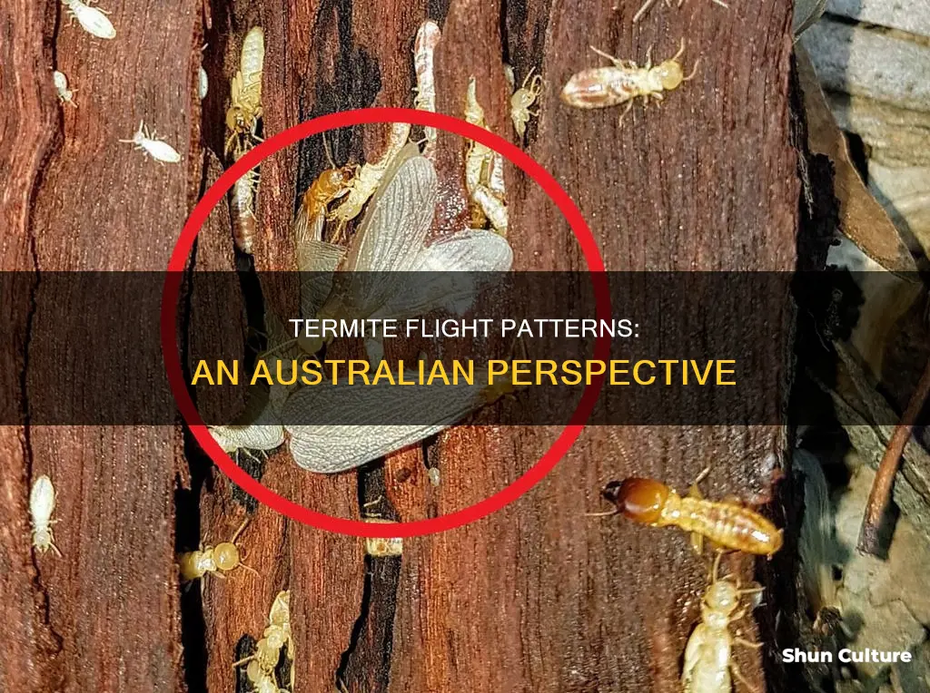 do termites fly in australia