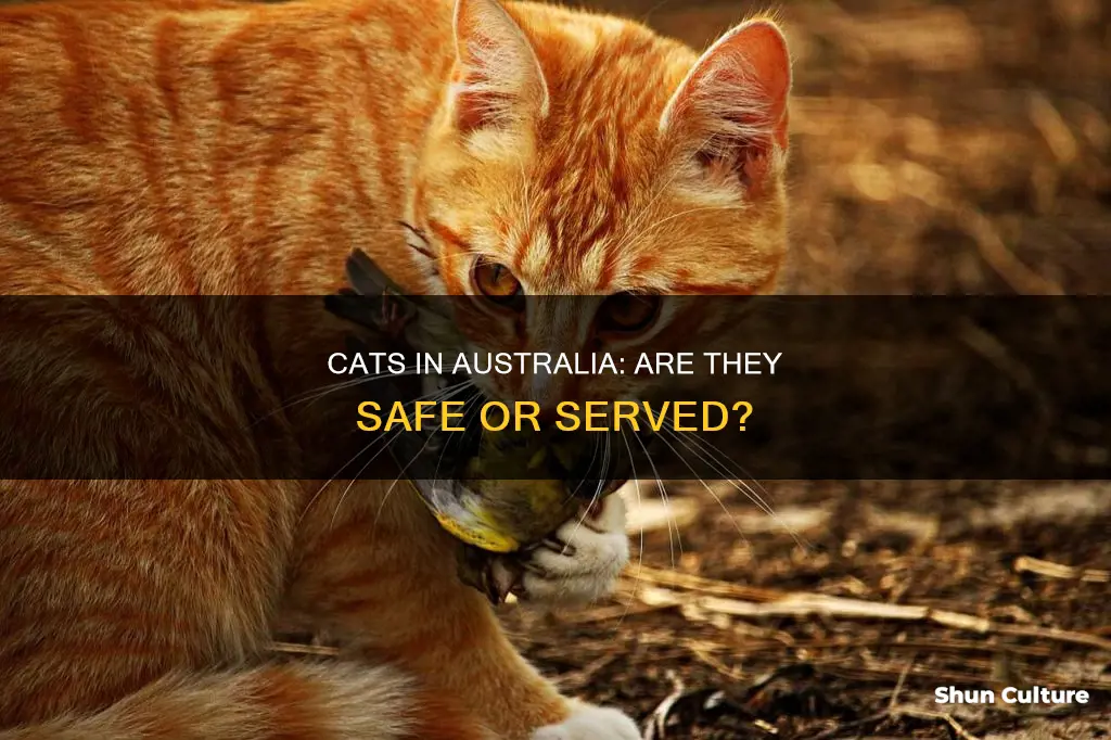 do they eat cats in australia
