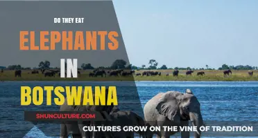 Exploring Botswana's Cuisine: Do Locals Eat Elephants in This African Nation?