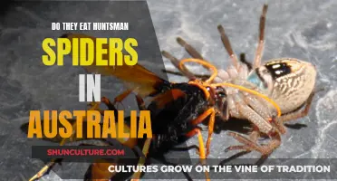 Huntsman Spiders: Australian Delicacy or Urban Myth?