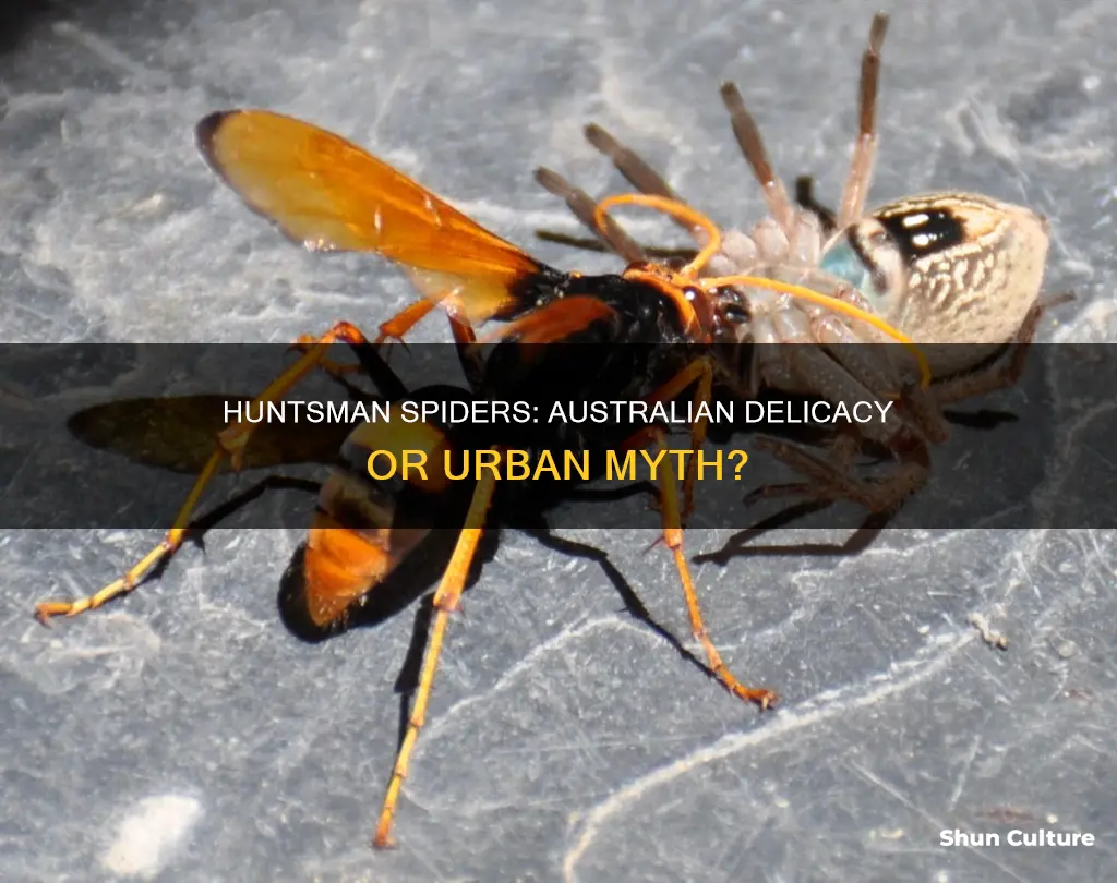 do they eat huntsman spiders in australia
