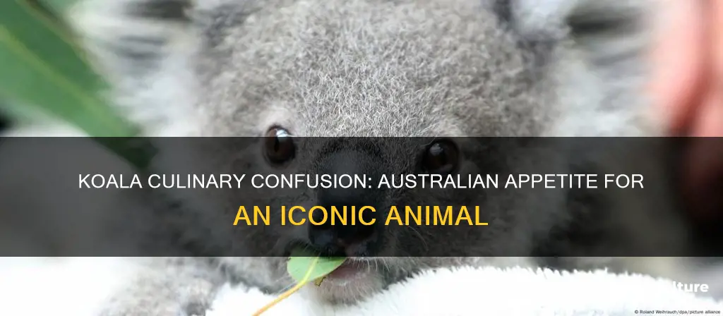 do they eat koala in australia