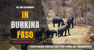 Exploring the Elephant Population in Burkina Faso: A Wildlife Update