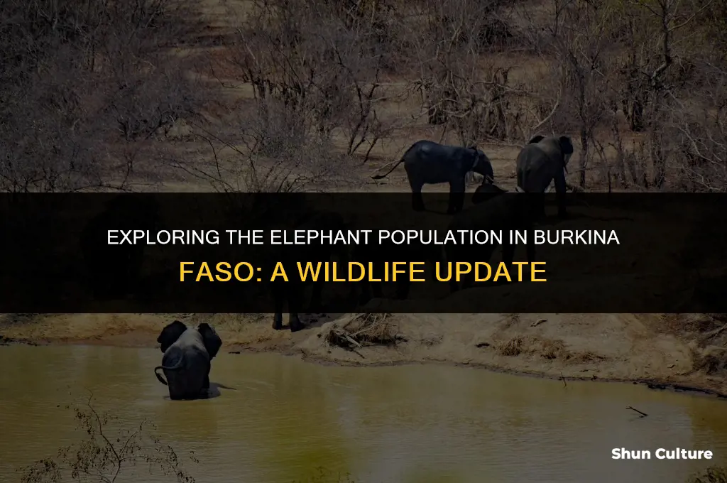 do they elephants in burkina faso