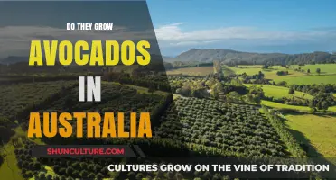Avocado Agriculture in Australia: Where and How They Grow