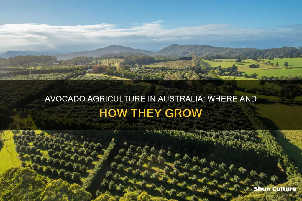 do they grow avocados in australia