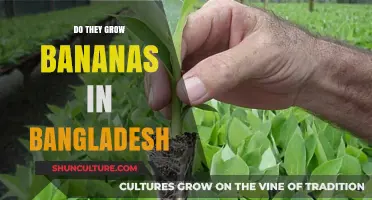 Exploring Bangladesh's Banana Cultivation: A Tropical Fruit's Local Growth