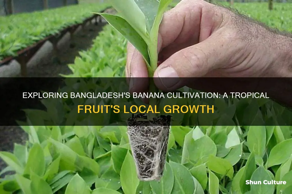 do they grow bananas in bangladesh