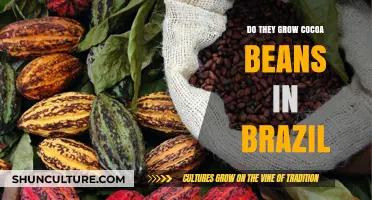 Exploring Brazil's Cocoa Production: Do They Grow Cocoa Beans There?