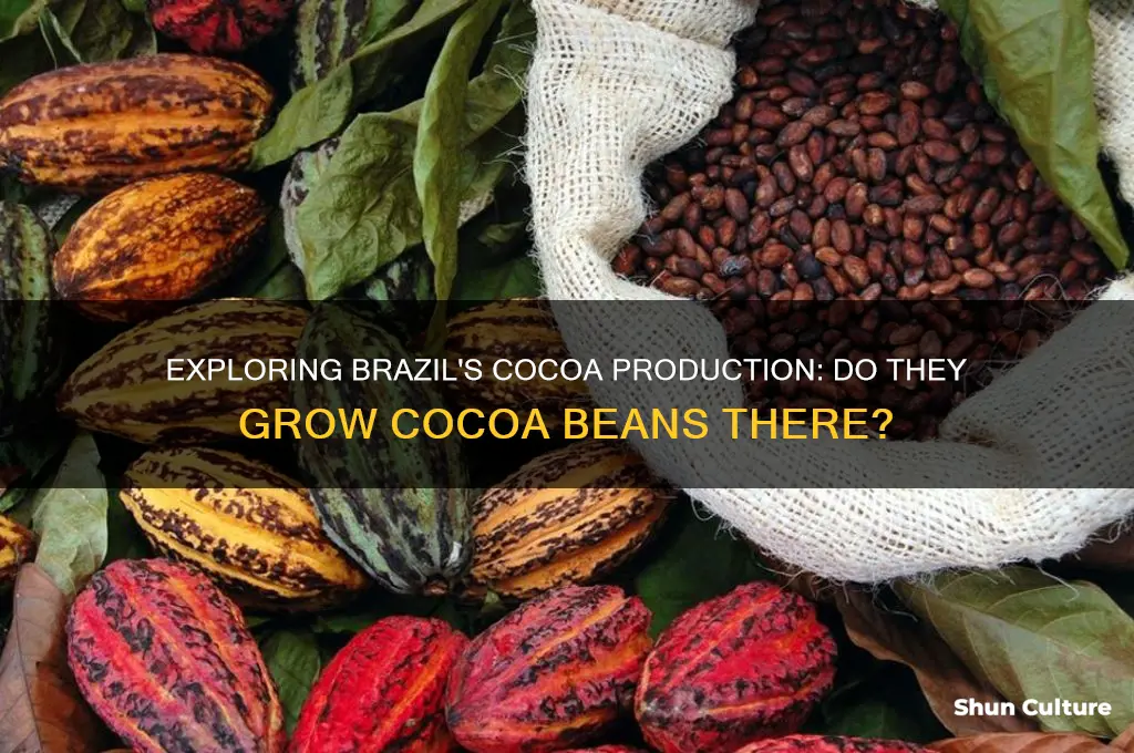 do they grow cocoa beans in brazil