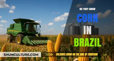 Exploring Brazil's Corn Production: A Look at Agricultural Practices