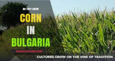 Exploring Bulgaria's Agricultural Landscape: A Focus on Corn Cultivation