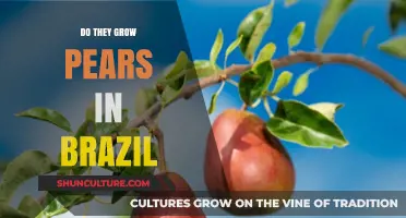 Exploring Brazil's Fruit Diversity: Do They Grow Pears in Brazil?