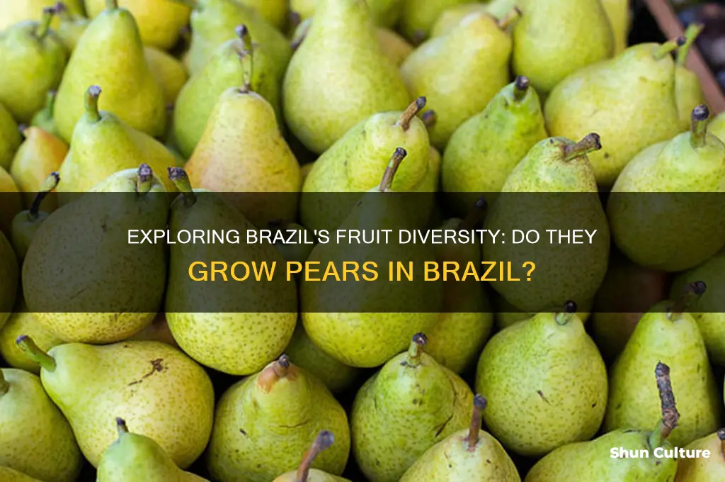 do they grow pears in brazil
