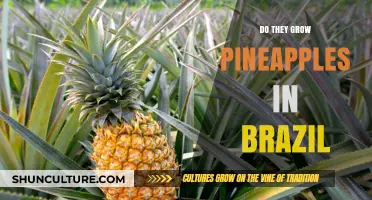 Pineapple Cultivation in Brazil: Exploring the Tropical Fruit's Growth