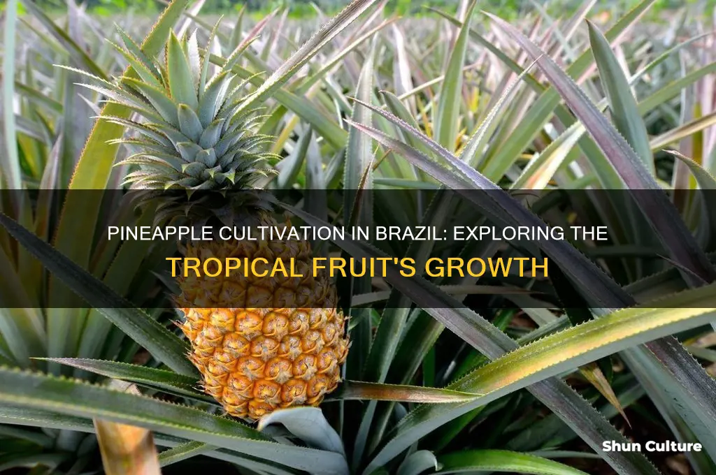 do they grow pineapples in brazil