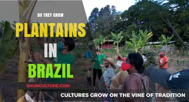 Exploring Brazil's Plantain Cultivation: Do They Grow Plantains in Brazil?