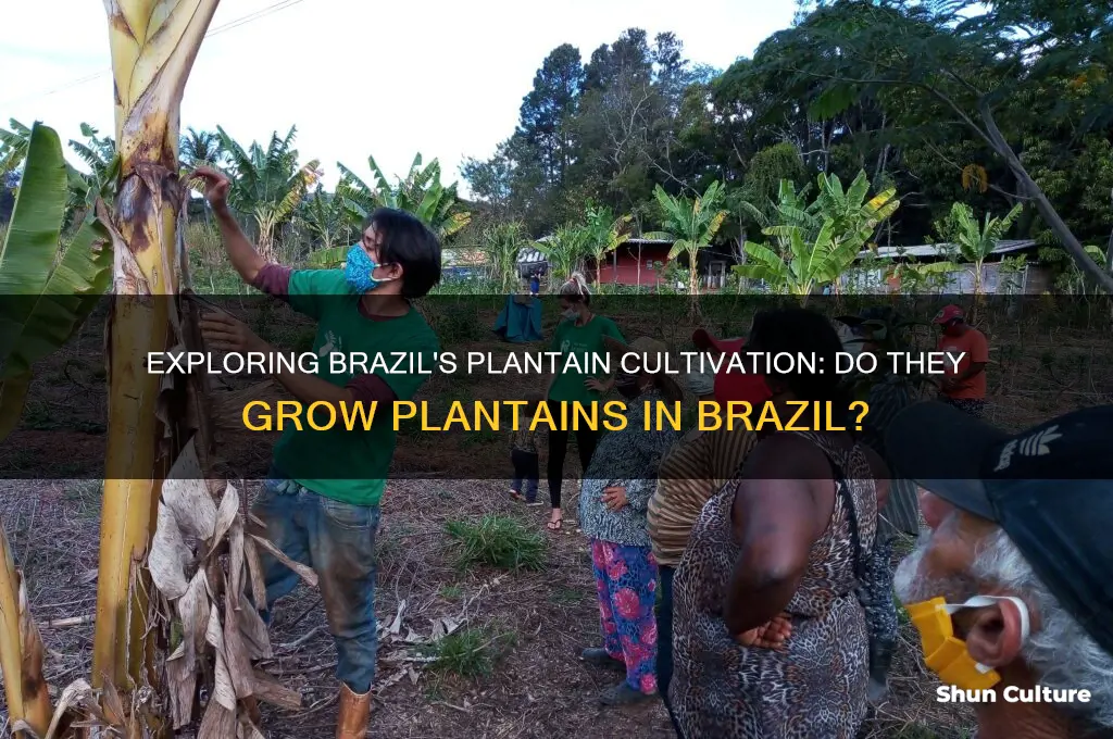 do they grow plantains in brazil
