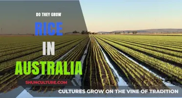 Rice Cultivation in Australia: Is It Possible?