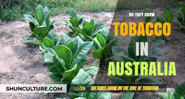 Tobacco Cultivation: Australia's Surprising Harvest