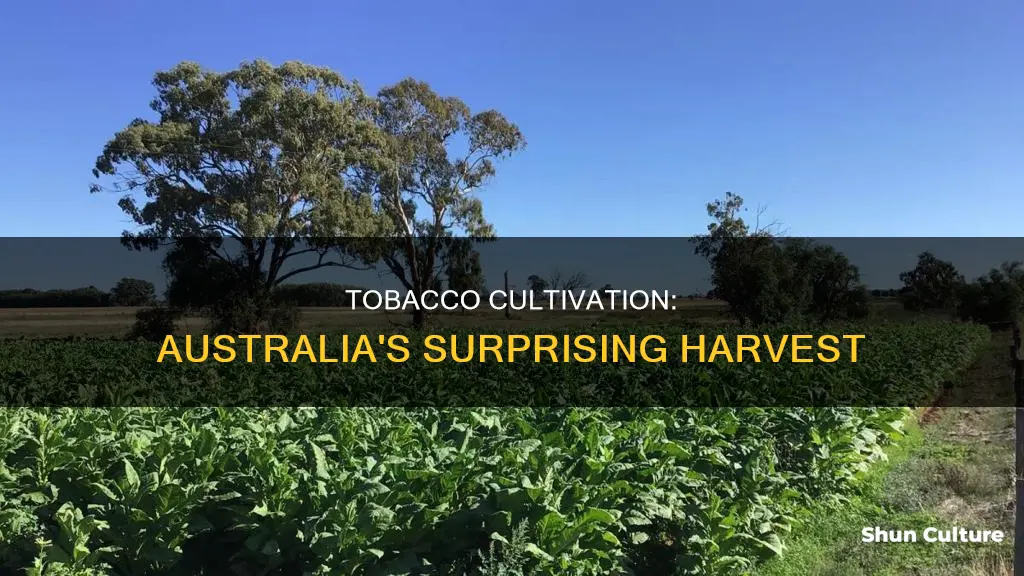 do they grow tobacco in australia