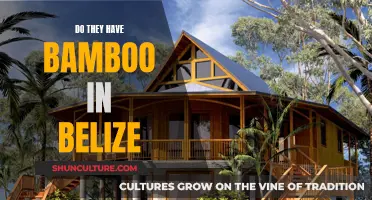 Belize's Bamboo: A Natural Wonder?