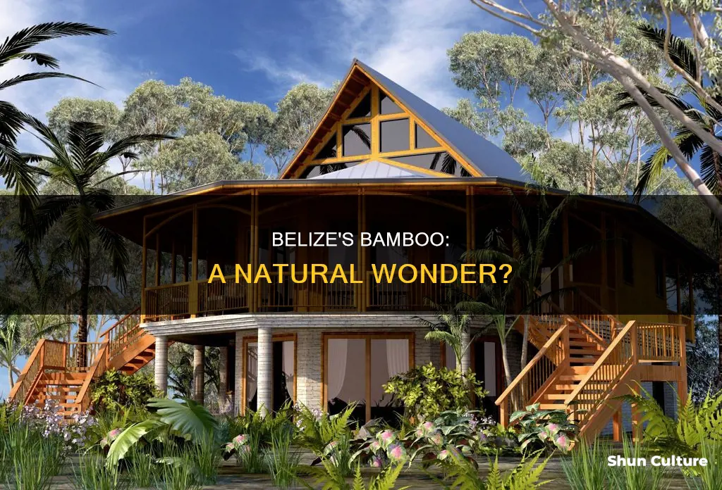 do they have bamboo in belize