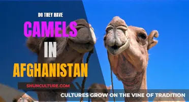 The Camel's Enduring Presence in Afghanistan's Landscape and Culture