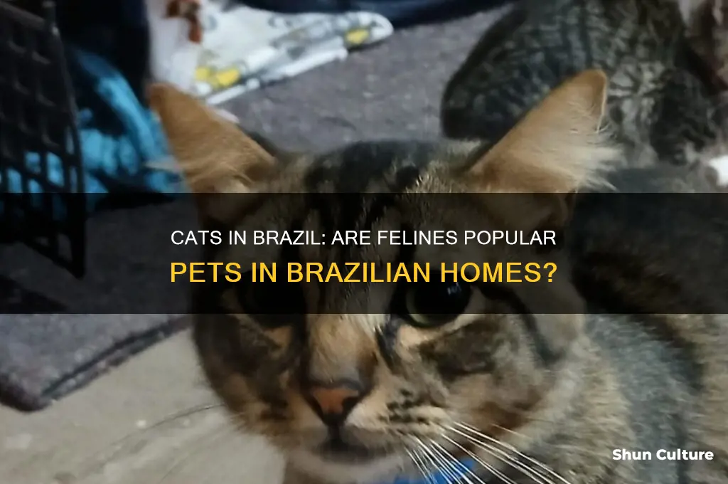 do they have cats as pets in brazil