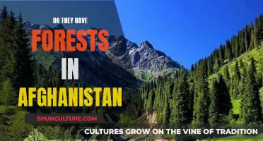 The Forests of Afghanistan: A Natural Treasure Amidst a Fragile Landscape