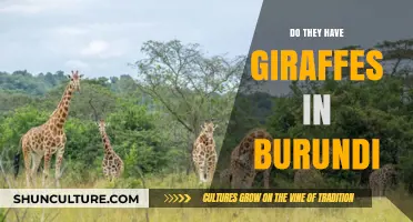 Exploring Burundi's Wildlife: The Surprising Truth About Giraffes