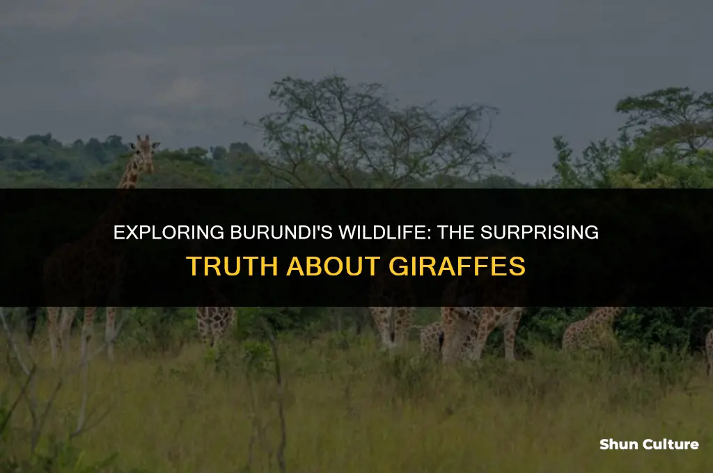 do they have giraffes in burundi