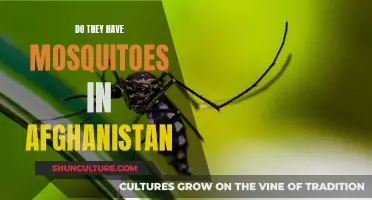 Biting Realities: Navigating the Pestilent Presence of Mosquitoes in Afghanistan