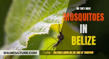 Mosquitoes in Belize: What to Expect