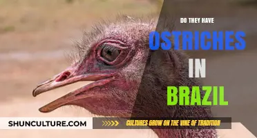Ostriches in Brazil: Exploring the Presence of These Flightless Birds