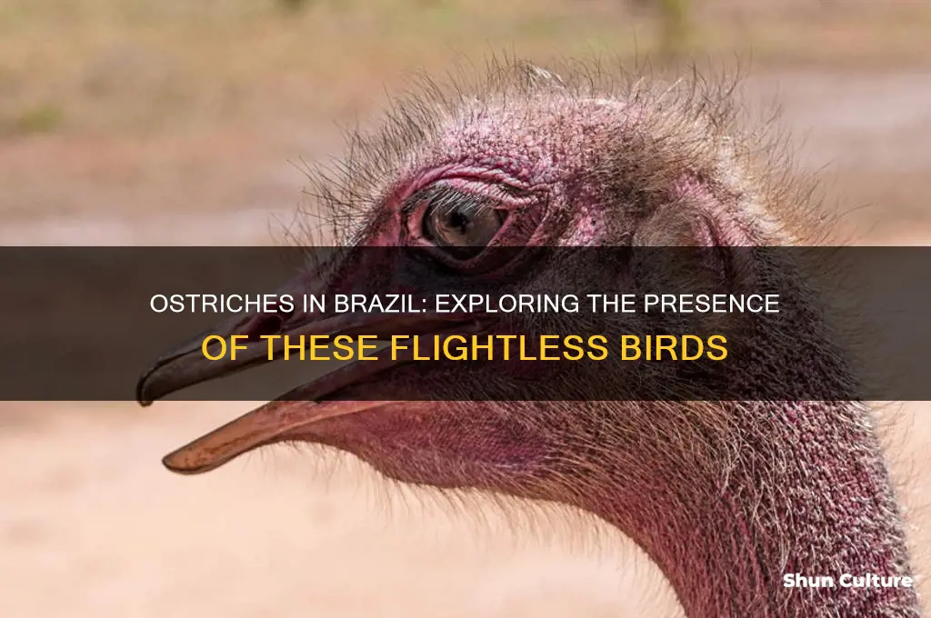 do they have ostriches in brazil