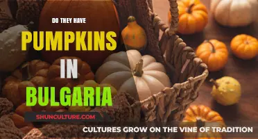 Exploring Autumn Traditions: Do Bulgarians Celebrate with Pumpkins?