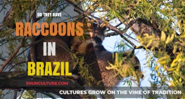 Raccoons in Brazil: Exploring Their Presence in South America
