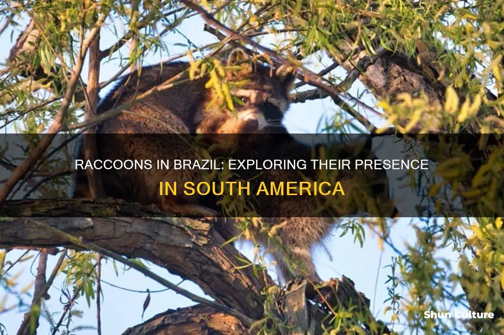 do they have raccoons in brazil