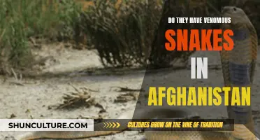 The Venomous Snakes of Afghanistan: A Dangerous Slither Through History