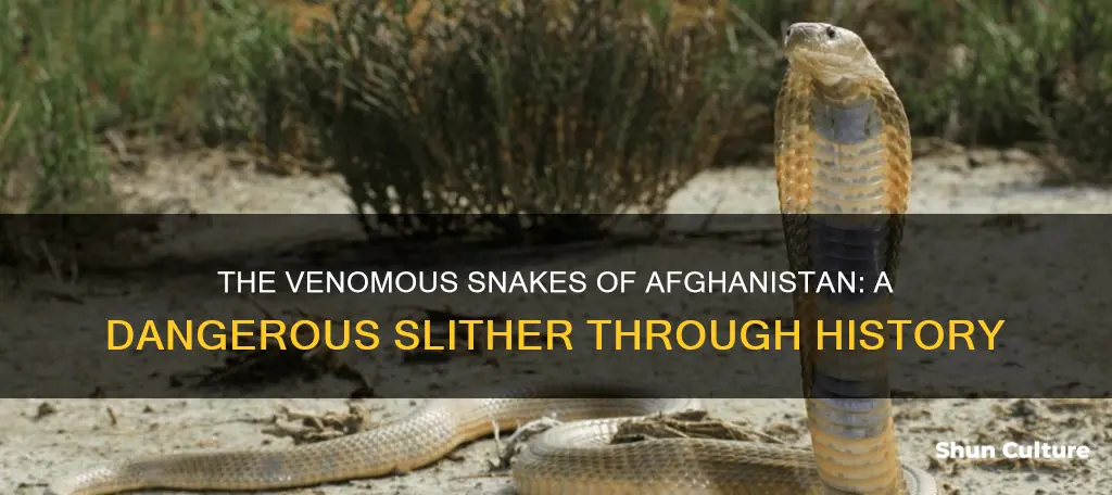 do they have venomous snakes in afghanistan