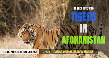 The Elusive Trail of Wild Tigers in Afghanistan