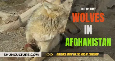 Afghan Wolves: A Howling Mystery in the Mountains