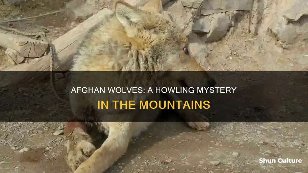 do they have wolves in afghanistan