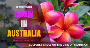 Plumeria in Australia: Can They Grow?