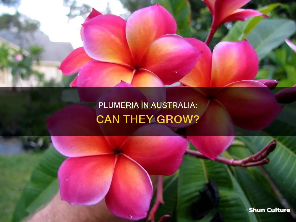 do they plumeria grow in australia