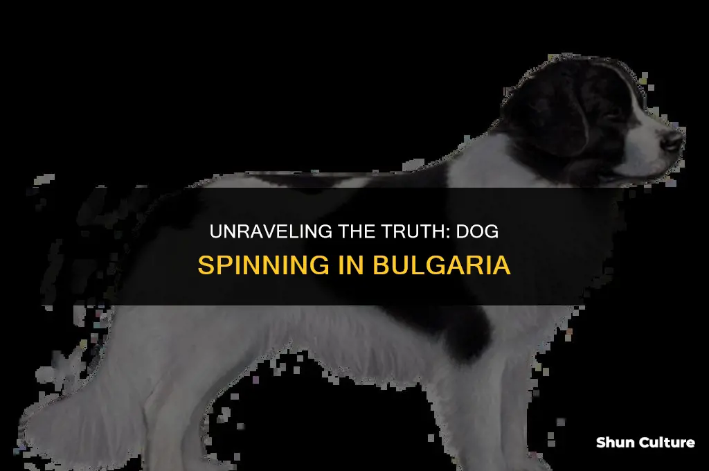 do they really spin dogs in bulgaria