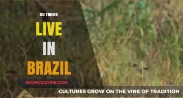Do Tigers Live in Brazil? Exploring South American Wildlife Myths